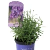 Lavendel „Peter Pan“, Dunkelblau -Blumen Risse Verkaufsladen 403107861290720ipl 27346 LA20Peter20Pan20IMG 9294 original 800x800