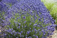 Lavendel „Loddon Blue“, Dunkelblau 6 Lavendel „Loddon Blue“, Dunkelblau – Bild 4