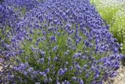 Lavendel „Loddon Blue“, Dunkelblau 7 Lavendel „Loddon Blue“, Dunkelblau -Blumen Risse Verkaufsladen 403107861291420ipl 29532 Loddon20Blue20bush original 800x800