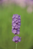 Lavendel „Loddon Blue“, Dunkelblau 5 Lavendel „Loddon Blue“, Dunkelblau – Bild 3