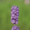 Lavendel „Loddon Blue“, Dunkelblau