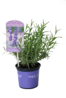 Lavendel „Elizabeth“®, Dunkelviolett 6 Lavendel „Elizabeth“®, Dunkelviolett – Bild 4