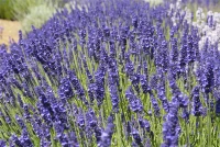 Lavendel „Elizabeth“®, Dunkelviolett 8 Lavendel „Elizabeth“®, Dunkelviolett – Bild 6