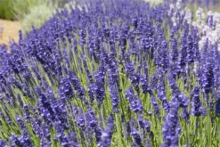 Lavendel „Elizabeth“®, Dunkelviolett 10 Lavendel „Elizabeth“®, Dunkelviolett -Blumen Risse Verkaufsladen 403107861292120ipl 29524 Elizabeth20bush original 800x800