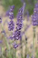 Lavendel „Elizabeth“®, Dunkelviolett 7 Lavendel „Elizabeth“®, Dunkelviolett – Bild 5