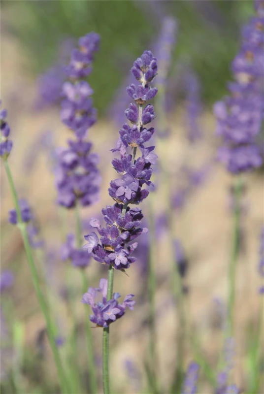 Lavendel „Elizabeth“®, Dunkelviolett 4 Lavendel „Elizabeth“®, Dunkelviolett – Bild 2