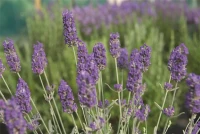 Lavendel „Richard Grey“, Blau 8 Lavendel „Richard Grey“, Blau – Bild 6