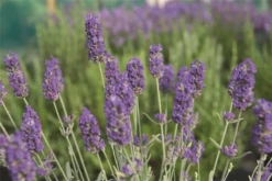 Lavendel „Richard Grey“, Blau 10 Lavendel „Richard Grey“, Blau -Blumen Risse Verkaufsladen 403107861293820Richard20Gray20bush 800x800