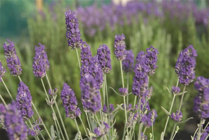 Lavendel „Richard Grey“, Blau 5 Lavendel „Richard Grey“, Blau – Bild 3