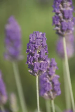 Lavendel „Richard Grey“, Blau 9 Lavendel „Richard Grey“, Blau -Blumen Risse Verkaufsladen 403107861293820Richard20Gray20flower 800x800