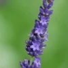 Lavendel „Olympia“, Blau