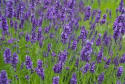 Lavendel „Olympia“, Blau 7 Lavendel „Olympia“, Blau -Blumen Risse Verkaufsladen 403107861294520ipl 29544 Olympia20bush original 800x800