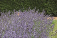 Lavendel „Sussex“, Blau 10 Lavendel „Sussex“, Blau – Bild 8