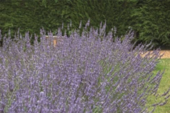 Lavendel „Sussex“, Blau 13 Lavendel „Sussex“, Blau -Blumen Risse Verkaufsladen 403107861295220Sussex20bush 800x800