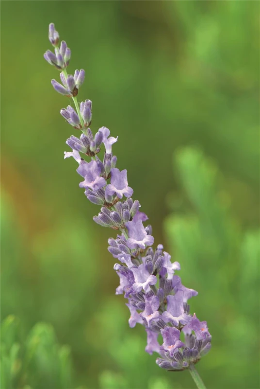 Lavendel „Sussex“, Blau 5 Lavendel „Sussex“, Blau – Bild 3