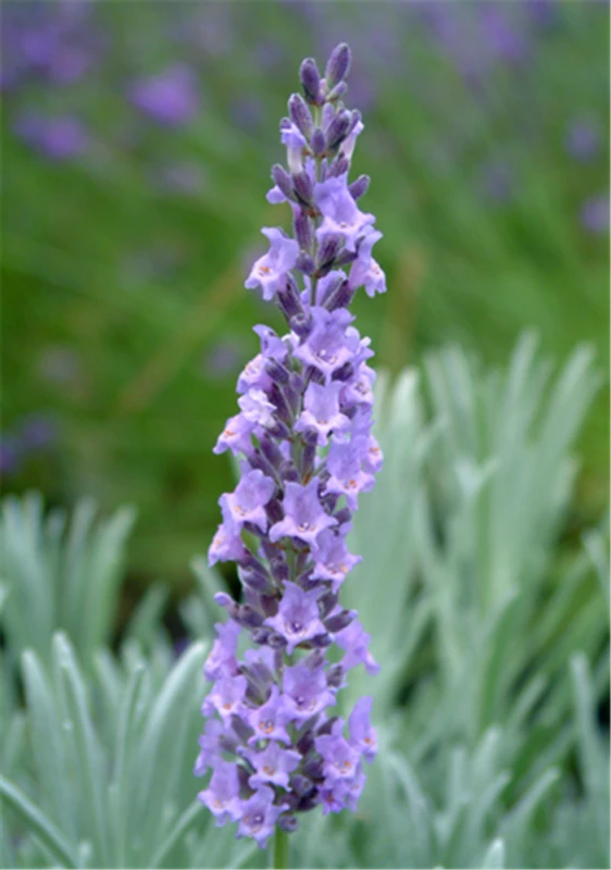 Lavendel „Sussex“, Blau 4 Lavendel „Sussex“, Blau – Bild 2