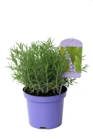 Lavendel „Sussex“, Blau 7 Lavendel „Sussex“, Blau – Bild 5