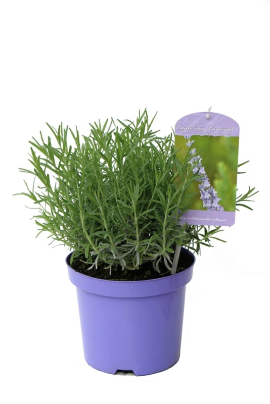 Lavendel „Sussex“, Blau 3 Lavendel „Sussex“, Blau