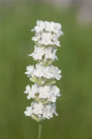 Lavendel „Arctic Snow“, Weiß 7 Lavendel „Arctic Snow“, Weiß – Bild 5