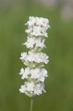 Lavendel „Arctic Snow“, Weiß 9 Lavendel „Arctic Snow“, Weiß -Blumen Risse Verkaufsladen 403107861308920ipl 24711 Arctic20Snow20Flower original 800x800