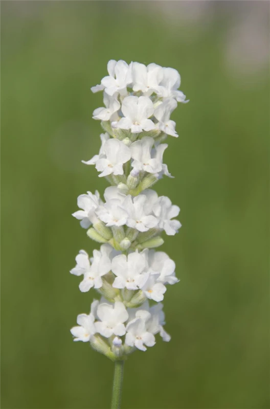 Lavendel „Arctic Snow“, Weiß 4 Lavendel „Arctic Snow“, Weiß – Bild 2