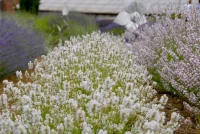 Lavendel „Arctic Snow“, Weiß 8 Lavendel „Arctic Snow“, Weiß – Bild 6