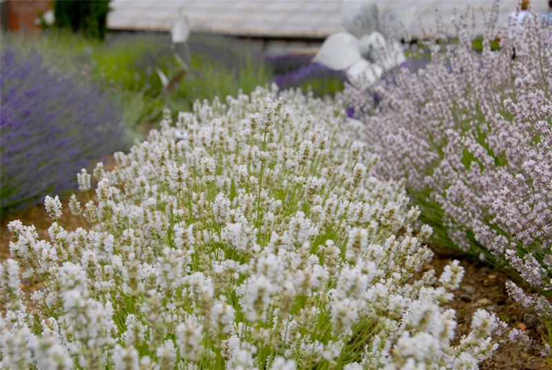 Lavendel „Arctic Snow“, Weiß 5 Lavendel „Arctic Snow“, Weiß – Bild 3