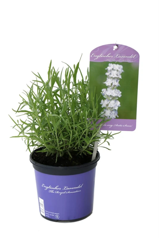 Lavendel „Arctic Snow“, Weiß 3 Lavendel „Arctic Snow“, Weiß