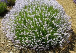 Lavendel „Little Lottie“, Rosa 7 Lavendel „Little Lottie“, Rosa -Blumen Risse Verkaufsladen 403107861309620ipl 29530 Little20Lottie20bush original 800x800