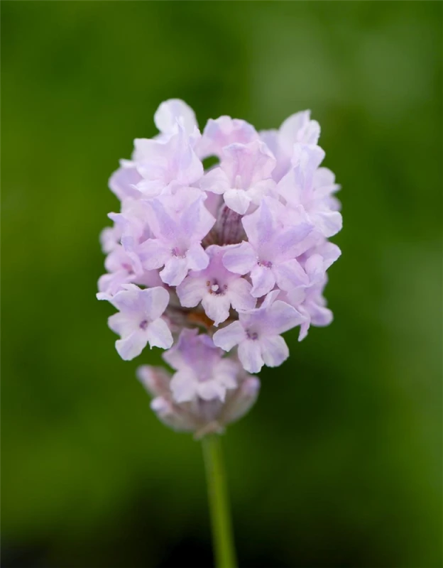 Lavendel „Little Lottie“, Rosa 3 Lavendel „Little Lottie“, Rosa