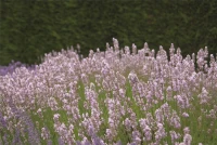 Lavendel „Miss Katherine“, Rosa 6 Lavendel „Miss Katherine“, Rosa – Bild 4