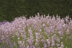 Lavendel „Miss Katherine“, Rosa 7 Lavendel „Miss Katherine“, Rosa -Blumen Risse Verkaufsladen 403107861310220Miss20Katherine20bush 800x800