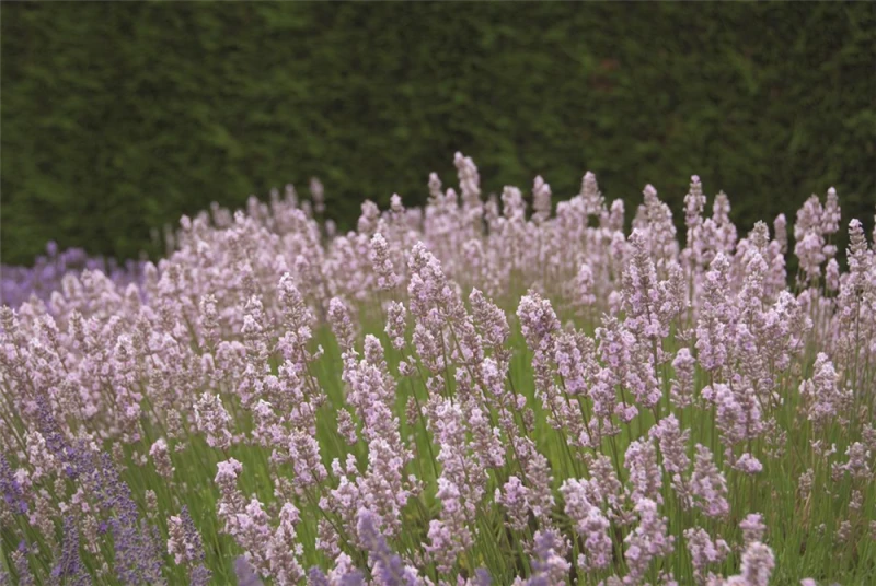 Lavendel „Miss Katherine“, Rosa 4 Lavendel „Miss Katherine“, Rosa – Bild 2