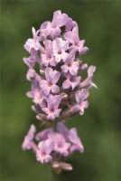 Lavendel „Miss Katherine“, Rosa 5 Lavendel „Miss Katherine“, Rosa – Bild 3
