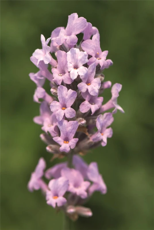 Lavendel „Miss Katherine“, Rosa 3 Lavendel „Miss Katherine“, Rosa