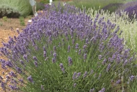 Lavendel „Melissa Lilac“®, Hellblau 8 Lavendel „Melissa Lilac“®, Hellblau – Bild 6