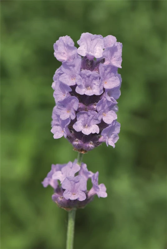 Lavendel „Melissa Lilac“®, Hellblau 4 Lavendel „Melissa Lilac“®, Hellblau – Bild 2