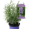 Lavendel „Melissa Lilac“®, Hellblau