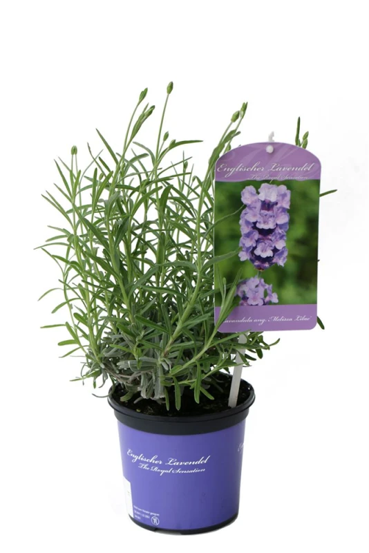 Lavendel „Melissa Lilac“®, Hellblau 3 Lavendel „Melissa Lilac“®, Hellblau