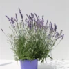 Lavendel-Farben-Mix, 6 Sorten