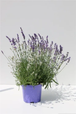 Lavendel-Farben-Mix, 6 Sorten