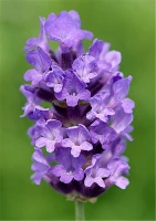 Lavendel „No.9“, Mittelblau 7 Lavendel „No.9“, Mittelblau – Bild 5