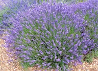 Lavendel „No.9“, Mittelblau 8 Lavendel „No.9“, Mittelblau – Bild 6