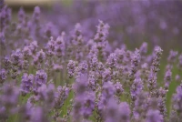 Lavendel „Little Lady“, Hellblau 6 Lavendel „Little Lady“, Hellblau – Bild 4