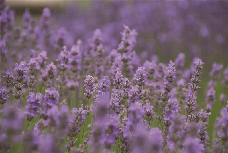 Lavendel „Little Lady“, Hellblau 4 Lavendel „Little Lady“, Hellblau – Bild 2