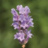 Lavendel „Little Lady“, Hellblau