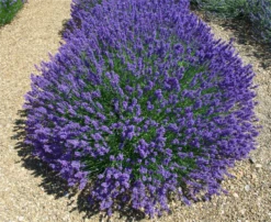 Lavendel „Beechwood Blue“, Dunkelblau 7 Lavendel „Beechwood Blue“, Dunkelblau -Blumen Risse Verkaufsladen 403107861389820Beechwood20Blue20bush 800x800