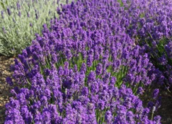 Lavendel „Laventite Petite®“, Blau 7 Lavendel „Laventite Petite®“, Blau -Blumen Risse Verkaufsladen 403107861390420Lavenite20Petite20bush 800x800