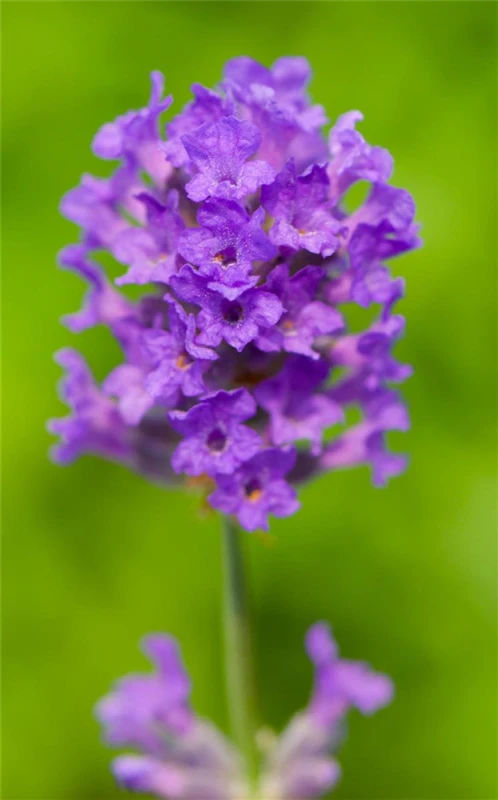 Lavendel „Laventite Petite®“, Blau 3 Lavendel „Laventite Petite®“, Blau