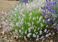 Lavendel „Lady Ann“, Rosa 10 Lavendel „Lady Ann“, Rosa -Blumen Risse Verkaufsladen 403107861391120ipl 24641 3020Lady20Ann20bush original 800x800